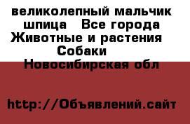 великолепный мальчик шпица - Все города Животные и растения » Собаки   . Новосибирская обл.